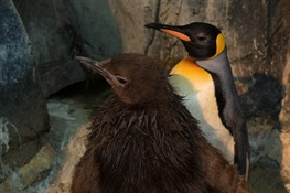 WCS’s Central Park Zoo Announces First King Penguin Ever Hatched in New York City